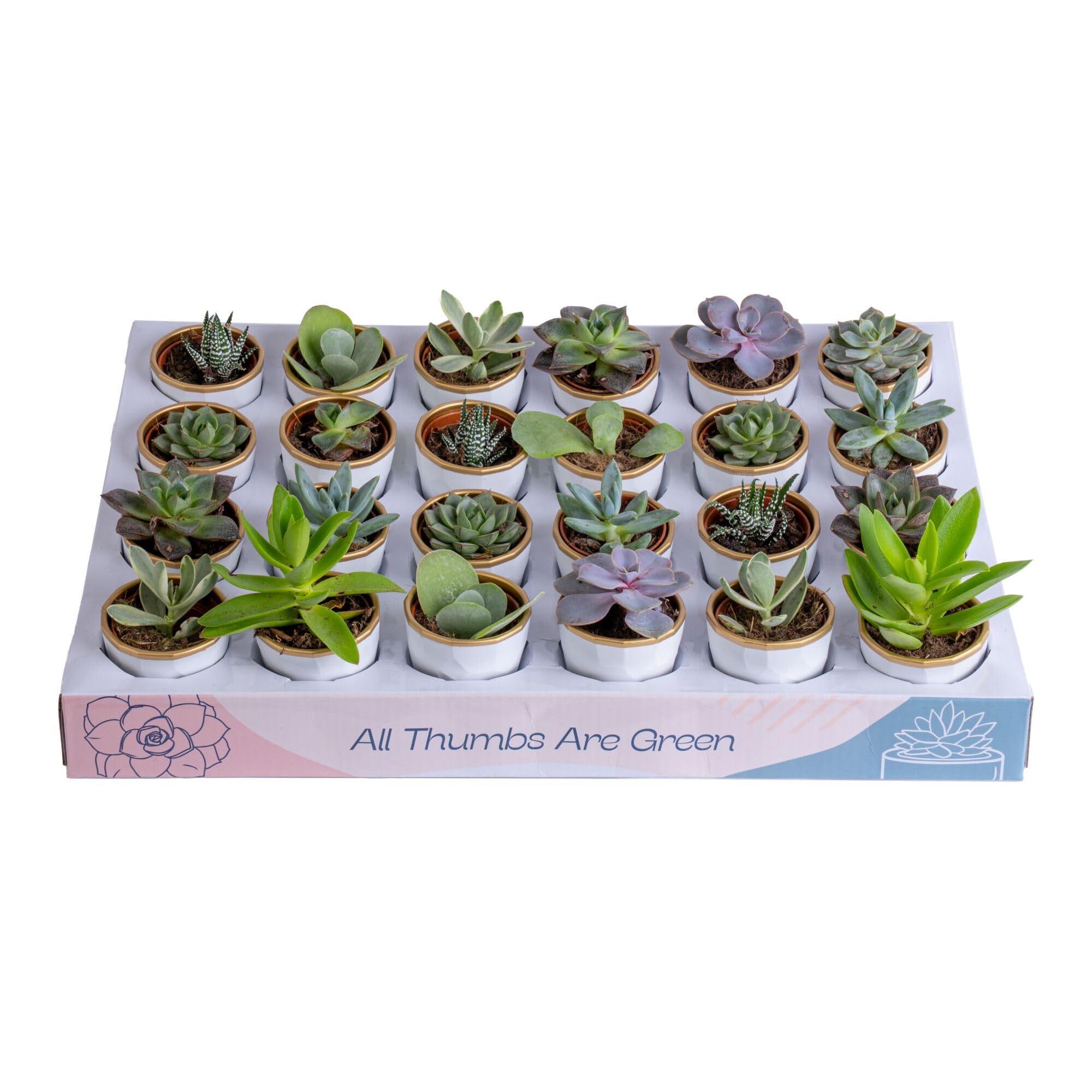 large zz plant ZZ Plant - Large (2-3' tall) Cement Grey Planter main image 1