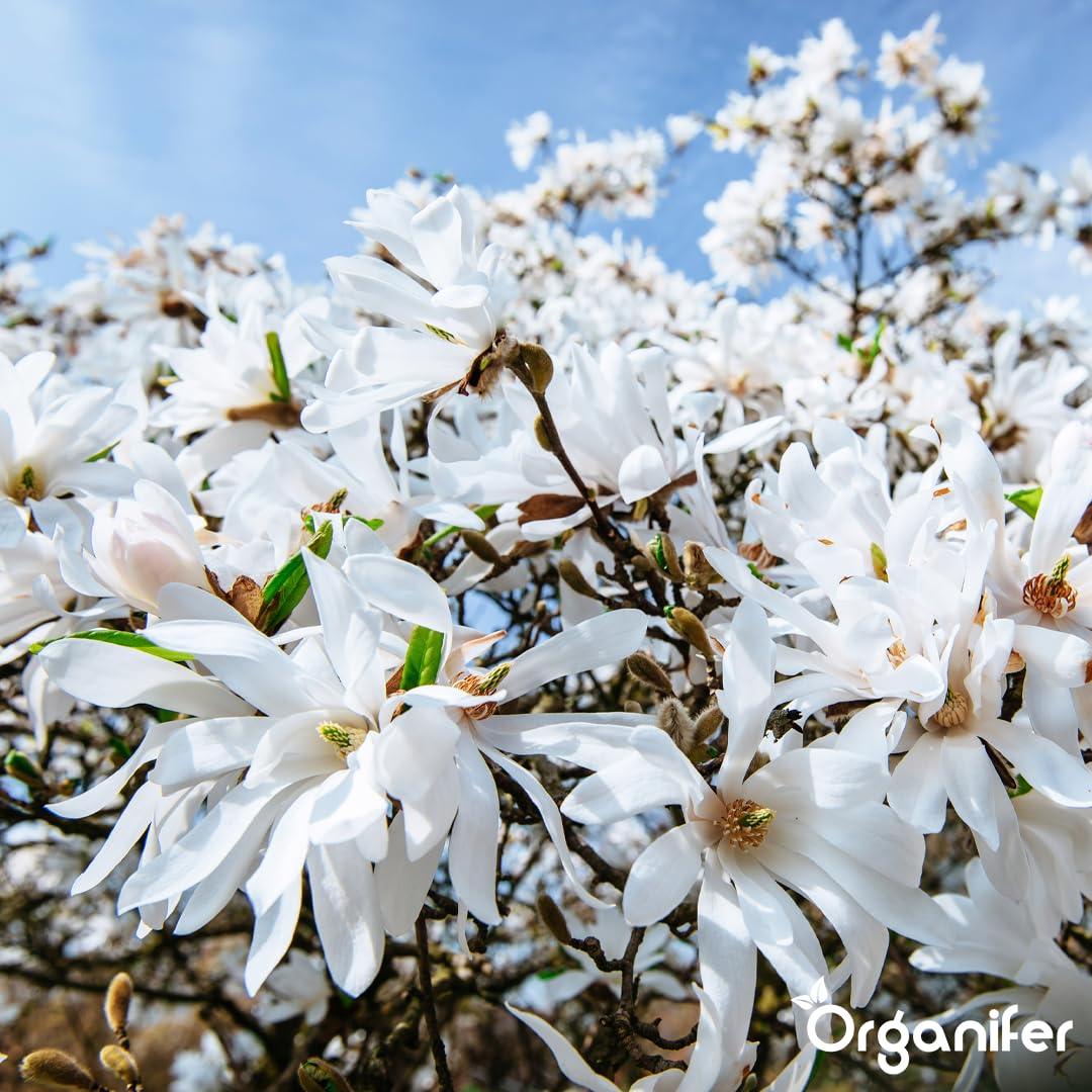 Fertilizzante Liquido Per Magnolia Stellata 3L – Concime Organico Per Fioritura Elegante E Fogliame Sano – Rafforza Radici E Crescita Sana – Organifer