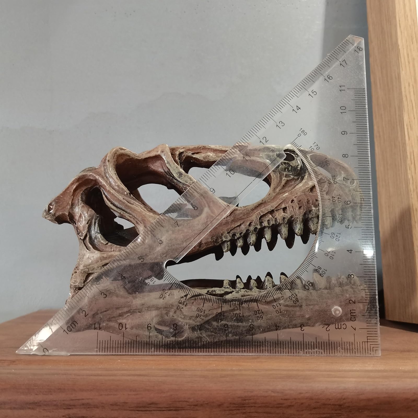 Rzemiosło z żywicy Tyranozaur Rex czaszka skamieniałość dinozaur czaszka model, dinozaur ząb czaszka skamielina, rekwizyty fotograficzne narzędzie dydaktyczne