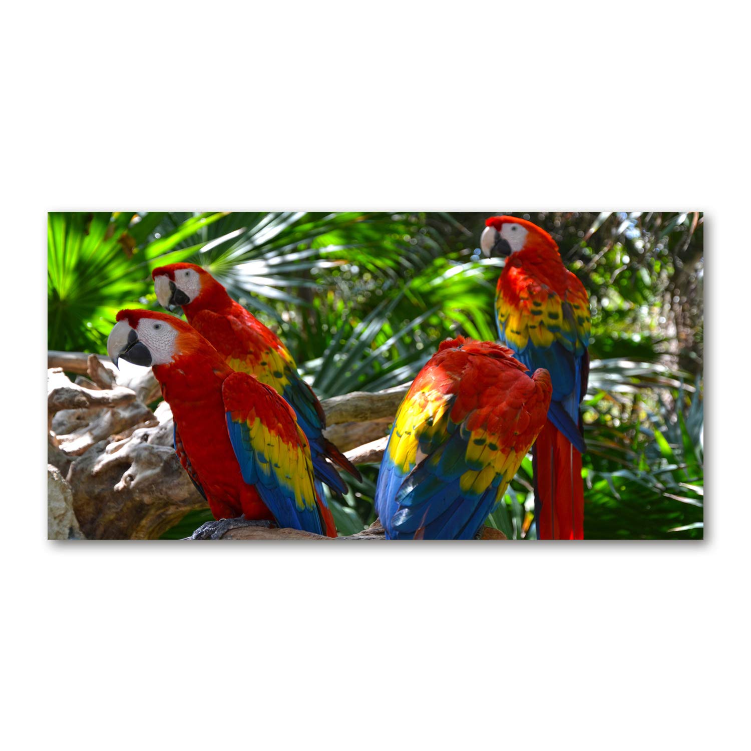 Tableau sur verre perroquet pour cuisine moderne et salon exotique Tulup 120x60