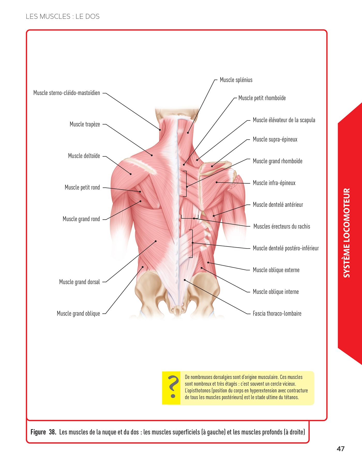 Mon atlas d'anatomie - Etudiants en IFSI: 2 livres dans une pochette : un atlas annoté et un cahier avec 150 illustrations en couleur à légender
