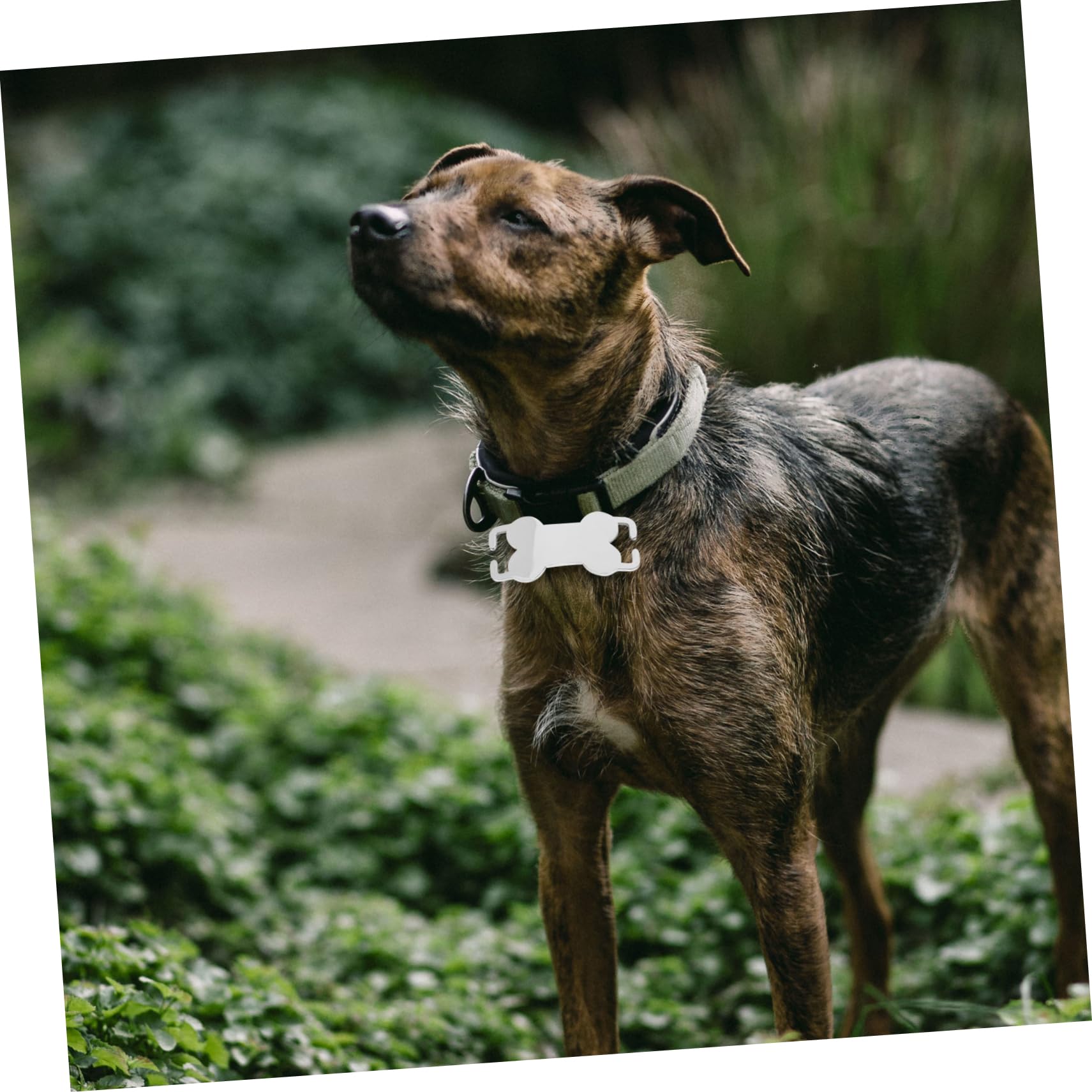HANABASS 30pezzi Medagliette Acciaio Inossidabile Per Cani e Gatti Targhette Personalizzabili Forma Di Osso Per Animali Domestici Accessori Pratici e Versatili Per Identificazione Pet