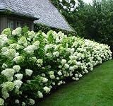 Limelight Hydrangea Shrub - 10-16' Tall Live Plant - Quart Pot - Lime Hardy Panicle Hydrangea Tree/Bush - Hydrangea paniculata 'Limelight'
