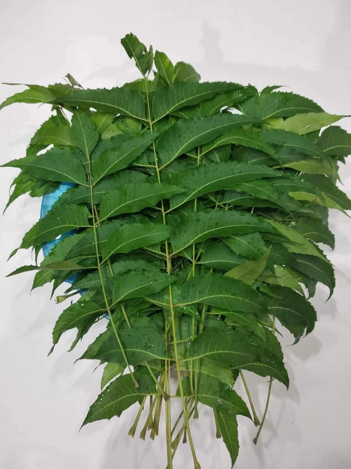 Fresh Neem leaves, 500 grams-image-23