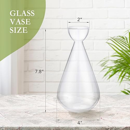 Miniatura 2 de Jarrón de cristal con forma de gota, maceta de iniciación de semillas de germinación de interior Gartely Kit de cultivo de árbol de aguacate, maceta