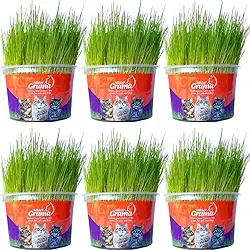 Kit Graminha Petisco Para Gatos - Graminha Digestiva 100% Natural - Mister Grama (6 unidades)