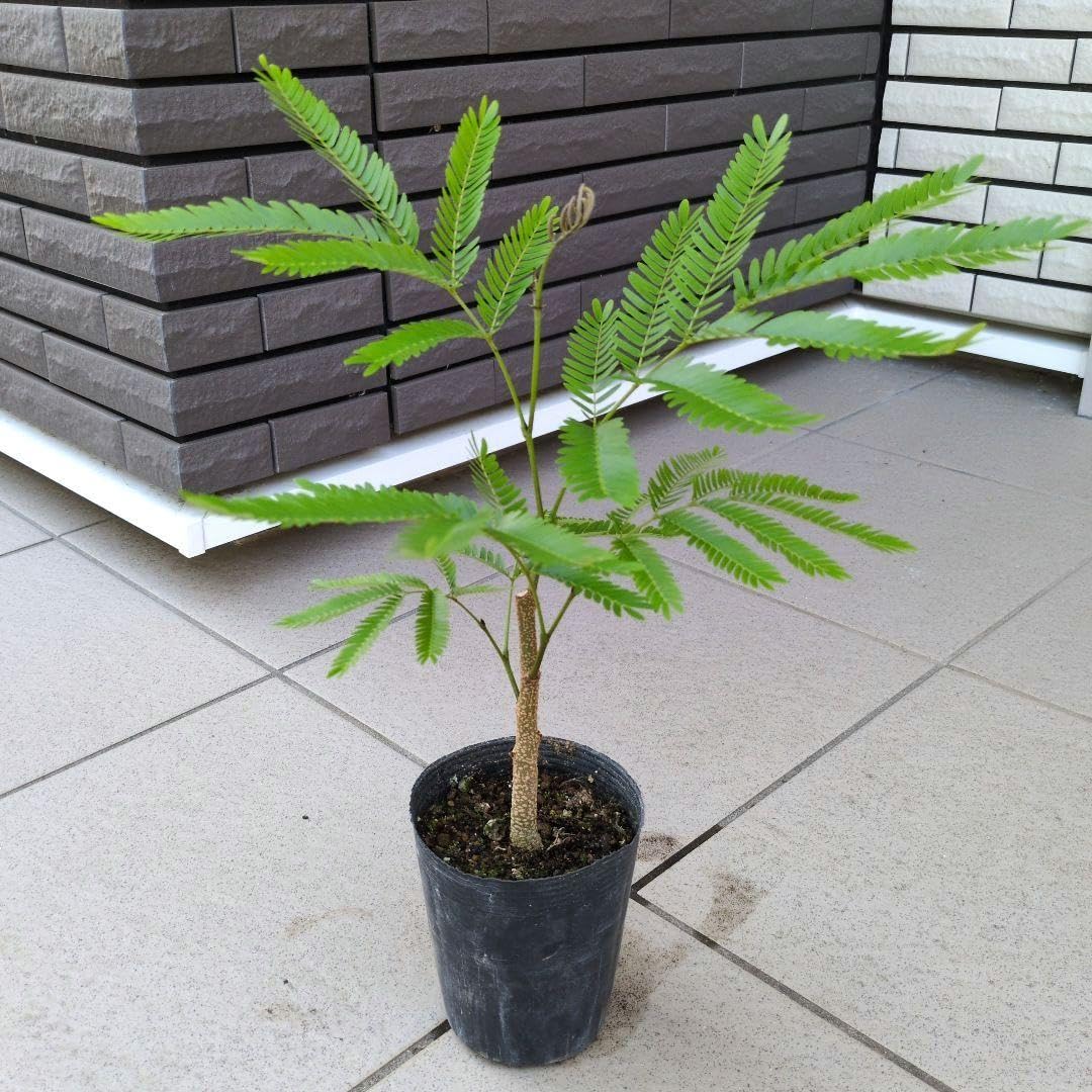 お*ー様 エバーフレッシュ　斑入り　ネムノキ　ネムの木　観葉植物　室内植物　人気 Amazon｜観葉植物 エバーフレッシュ ねむの木 ネムノキ 3.5号ポット