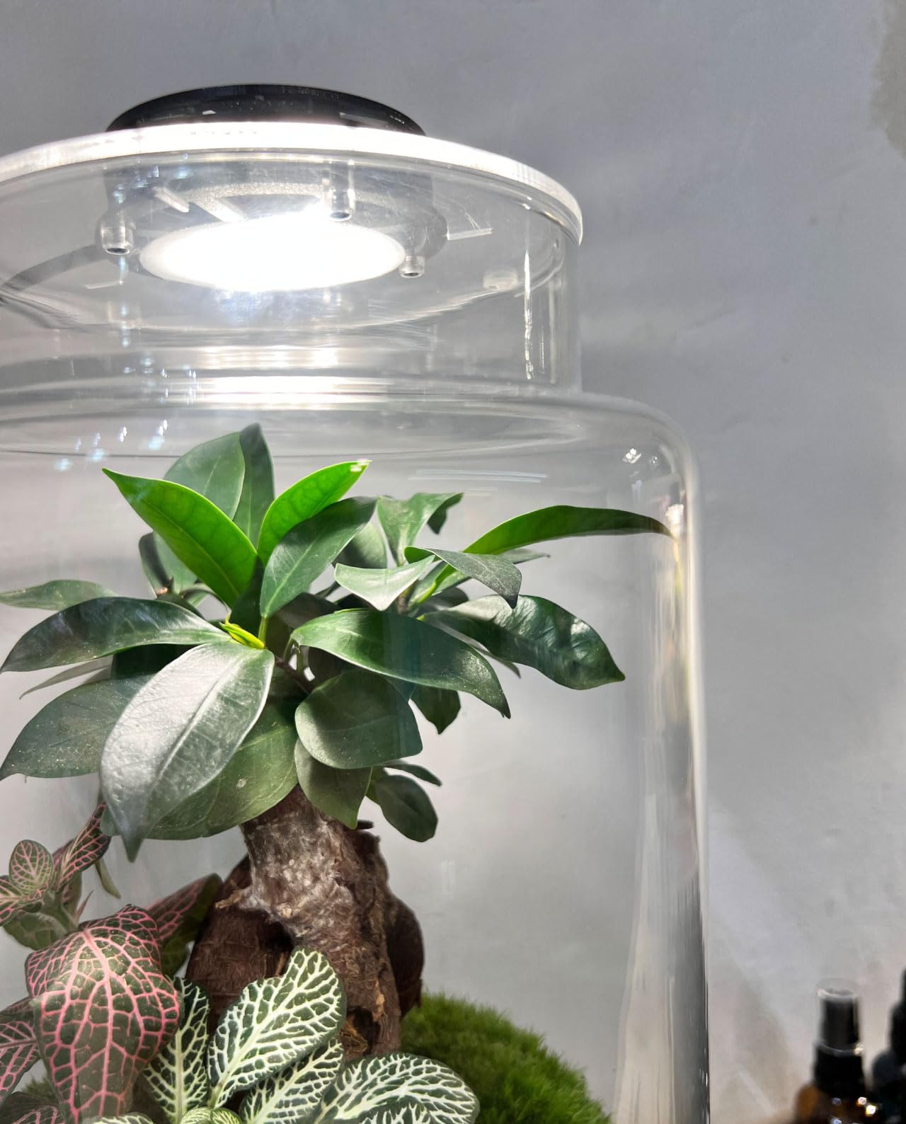 NIPRO - Luz Led para Terrario plantas | Lámpara para Jardín Eterno o Jarrón de cristal redondo (102 mm)