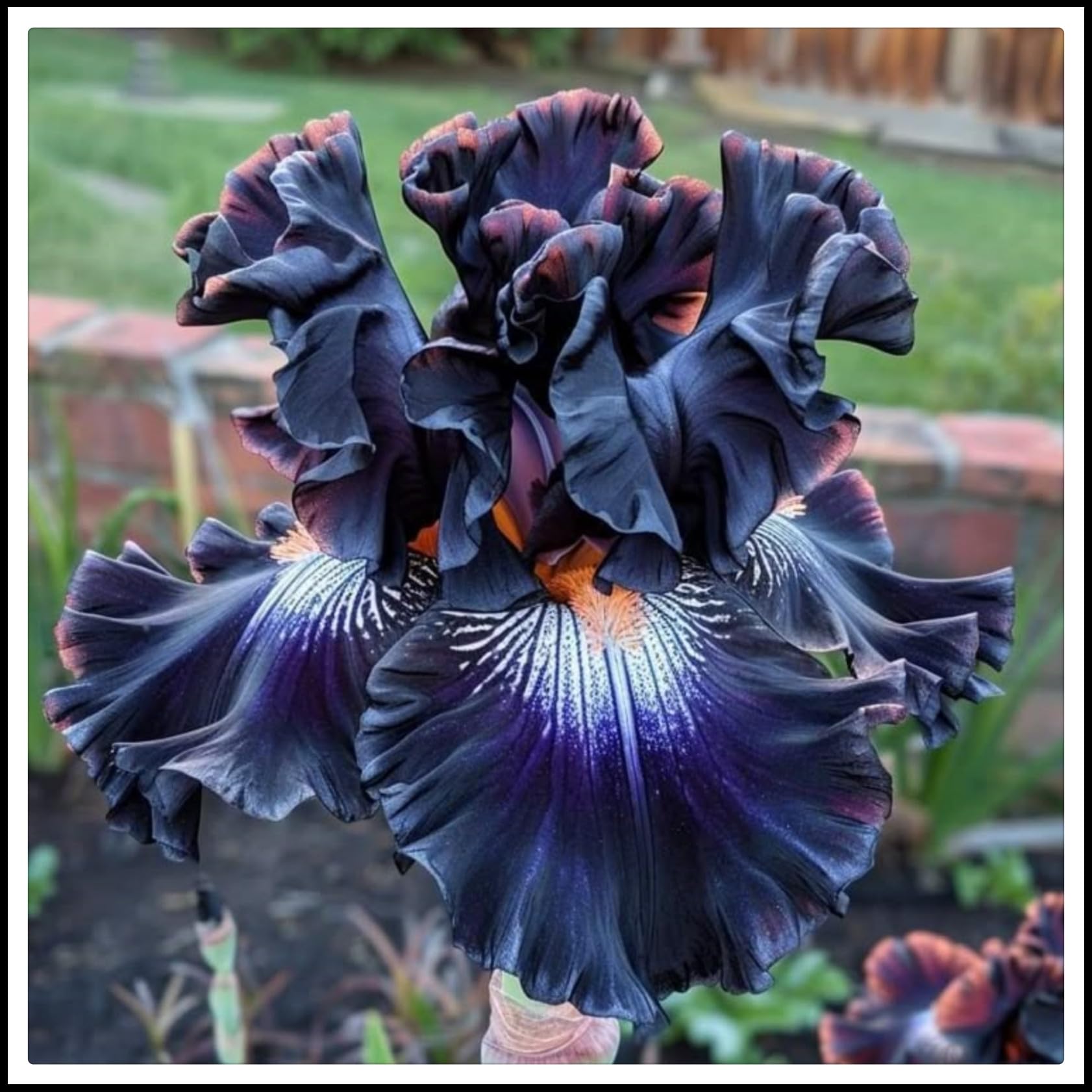 Iris Bulbs, Wedding, Iris Bulbs for Planting, Potted, Plants, Resistant, Bedding, Garden Flowers, Ornamental, Now UK, 5bulb-d