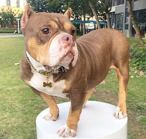 Miniatura 2 de SUNEW Collar de cadena de metal para caminar con diseño de etiqueta de perro, hebilla segura, collar de cadena de eslabones cubanos resistente a