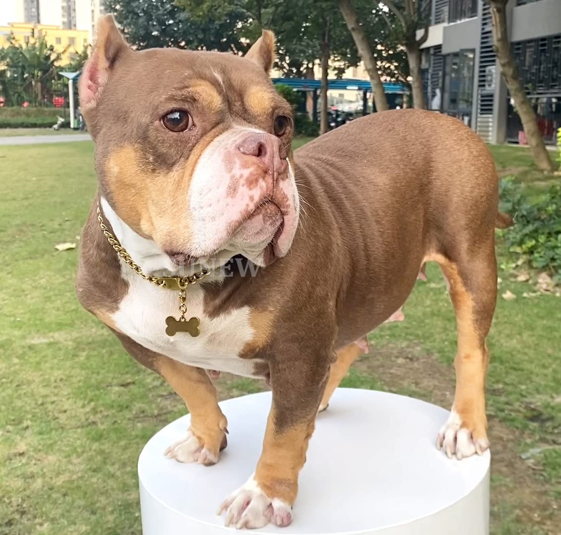 SUNEW Walking Metal Chain Collar with Dog Tag Design Secure Buckle Cuban Link Chain Collar Heavy Duty Chew Proof for Dogs