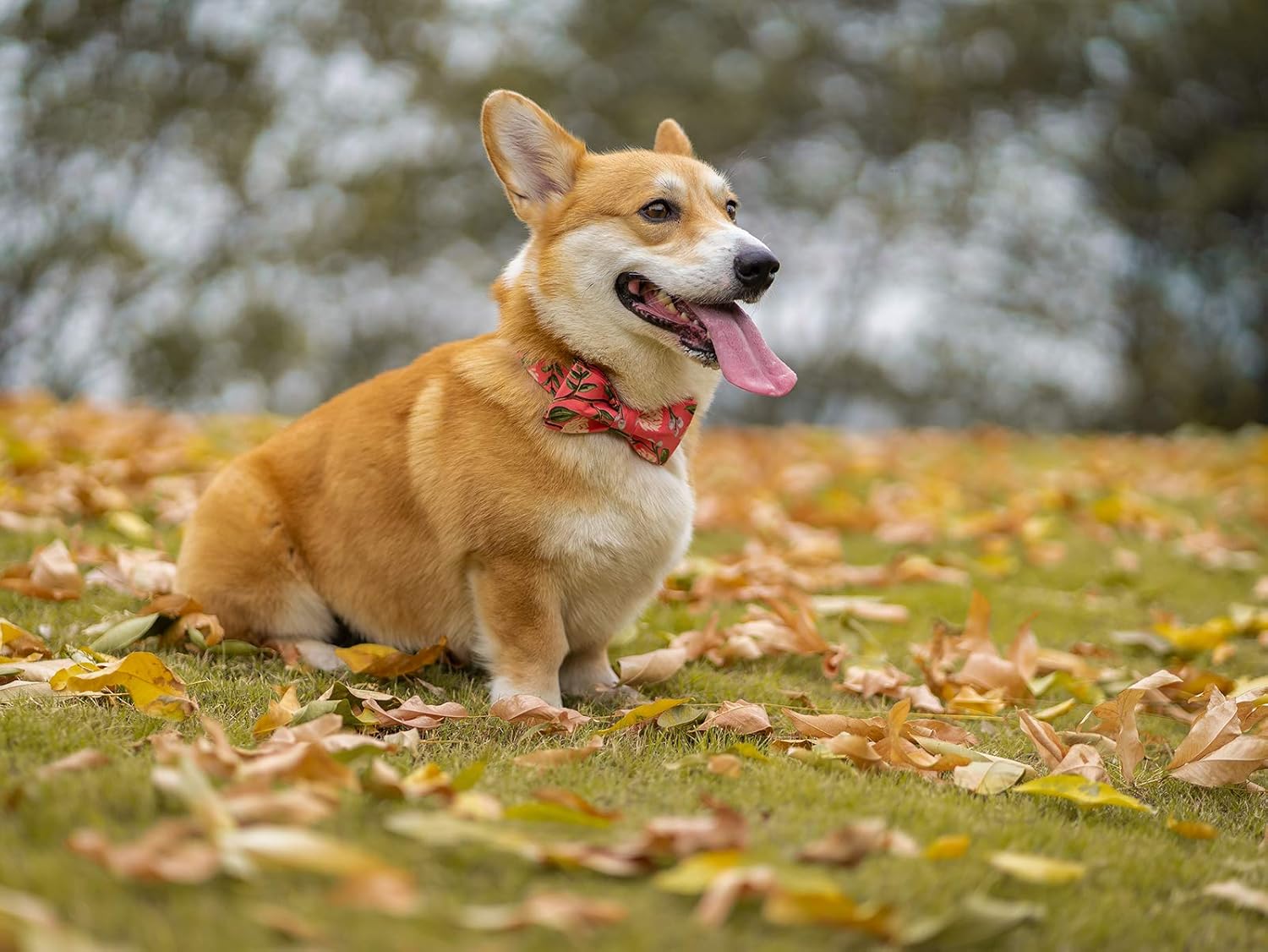 corgi dog collars