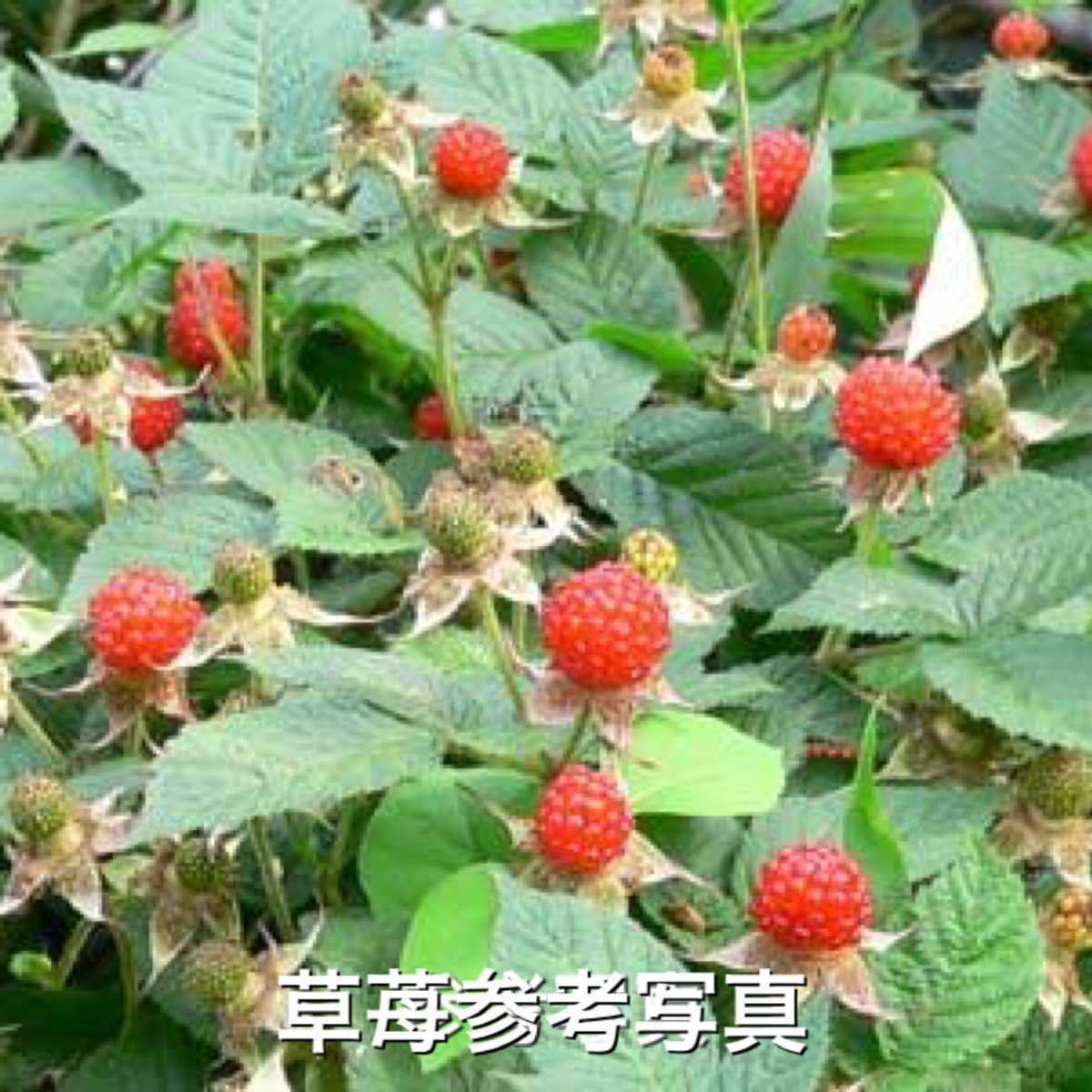 木苺苗　3株 Amazon.co.jp: 木苺苗3株美味しい草苺の苗キイチゴの苺の抜き苗 栽培