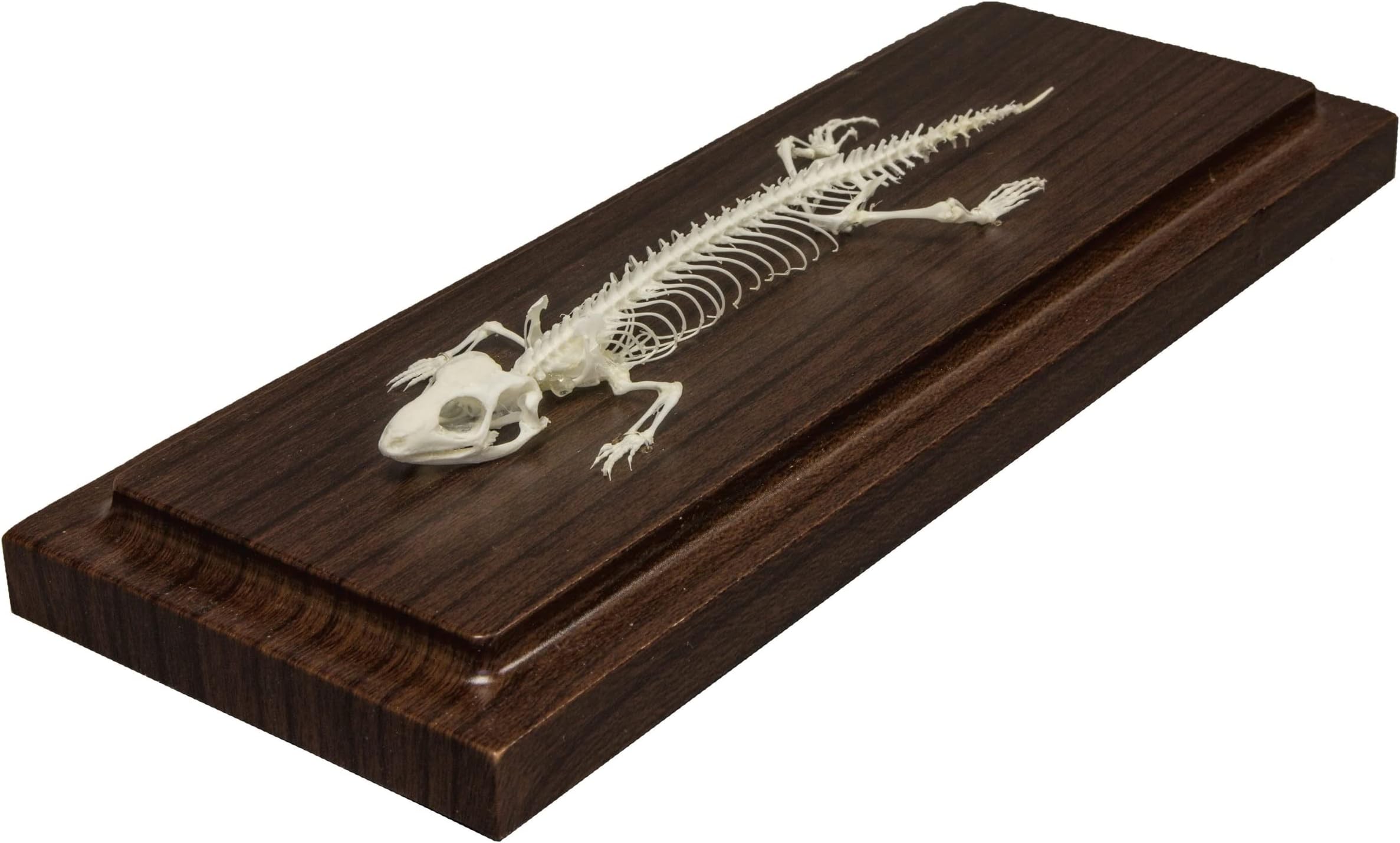 Lizard Skeleton (Articulated) (Natural Bone Economy)