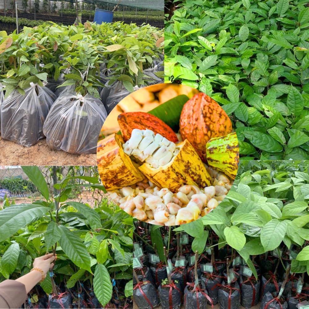 Amazon.com : 6 Months Old Theobroma Cacao Tree Plant Live, High Yield Cocoa  Chocolate Trees Live Plants 8" Tall in Half Gallon Pot, Outdoor Indoor  Growing, No CA : Patio, Lawn & Garden