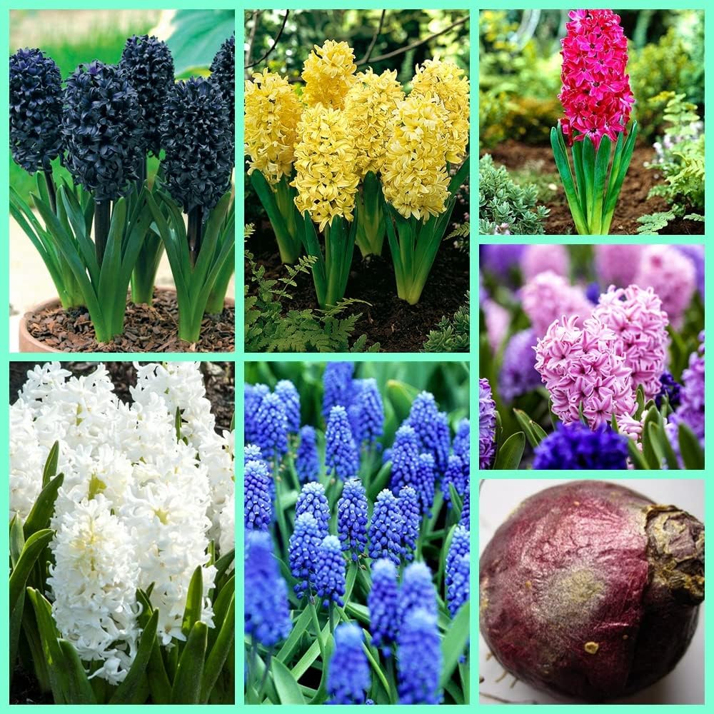 混合色のヒヤシンス 球根 水栽培 植え付けの難易度が低く 初心者に適してい