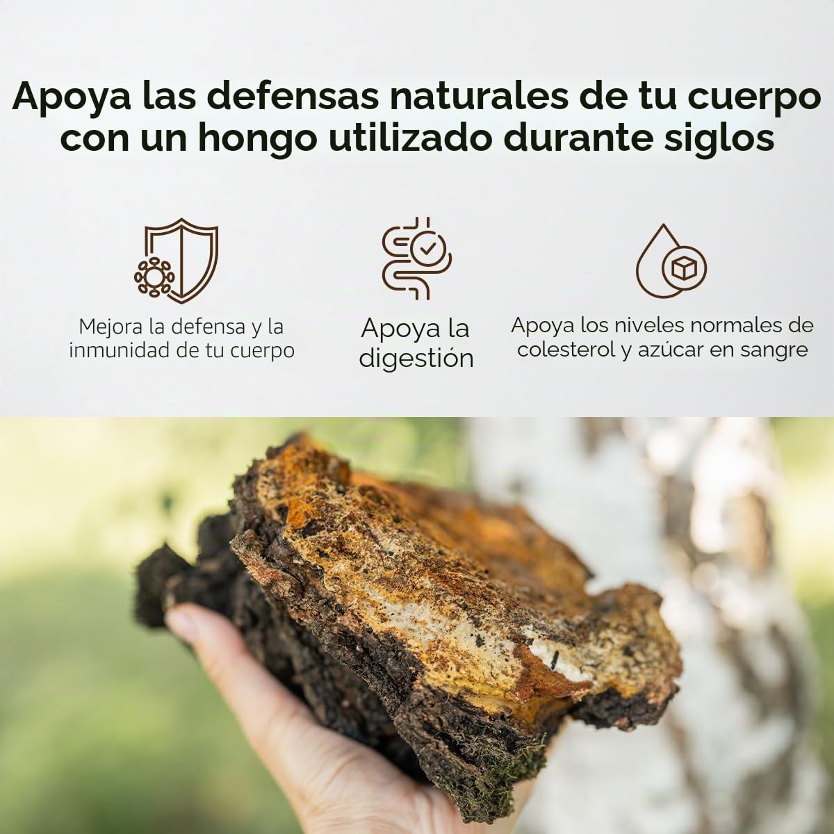 Chaga Hongo Extracto 8000 mg – 180 Cápsulas – 30% Polisacáridos Bioactivos – Doble Extracto del Cuerpo Fructífero – Recolectado en Abedules Silvestres de Europa del Norte – Chaga Mushroom | Ambervit