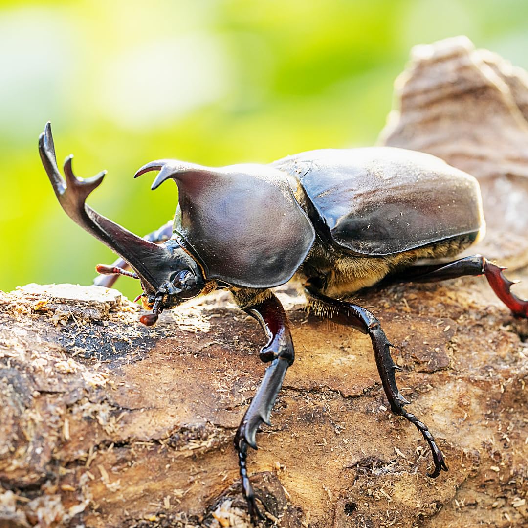 Amazon | カブトムシ 国産 成虫 1ペア（オス1匹 メス1匹）+死着保障1