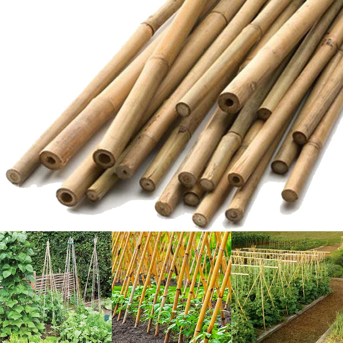 Amari Bargains 2FT Heavy Duty Garden Bamboo Canes - Large Strong Professional Trellis - Natural Thick Garden Stakes Pole - Plant Flower Gardening Support Stick - Garden Cane (50, 2FT)
