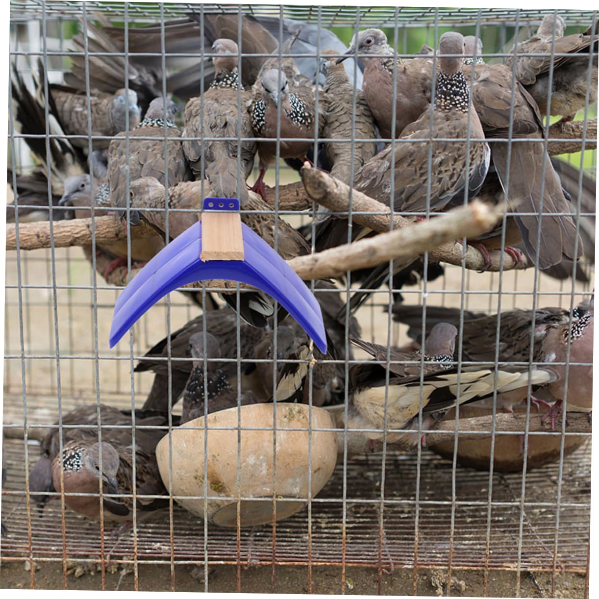 Support pour Oiseaux Perchoir Bleu Lot de 10 en Bois et PP