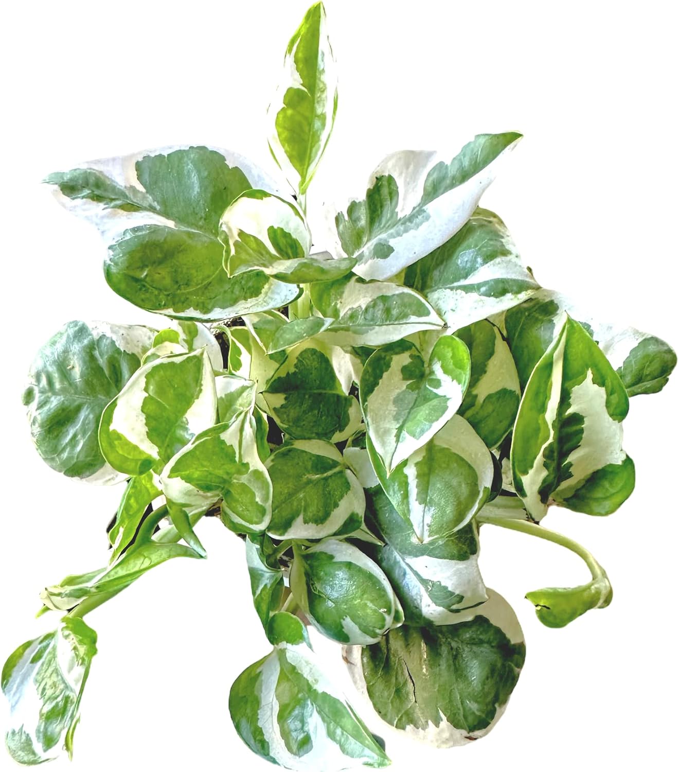 Pothos N’Joy Live Indoor Plant, 4 inch Pot, Variegated White and Green Leaves - Easy to Care for - Perfect for Indoor and Outdoor Home Decor, Office, and Gift- Pot Included