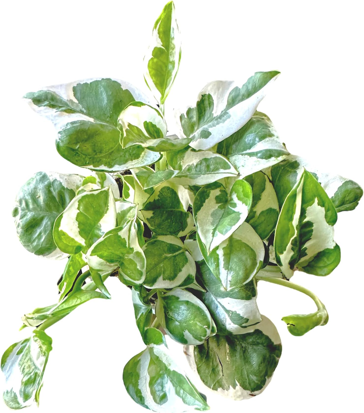 Pothos N’Joy Live Indoor Plant, 4 inch Pot, Variegated White and Green Leaves - Easy to Care for - Perfect for Indoor and Outdoor Home Decor, Office, and Gift- Pot Included