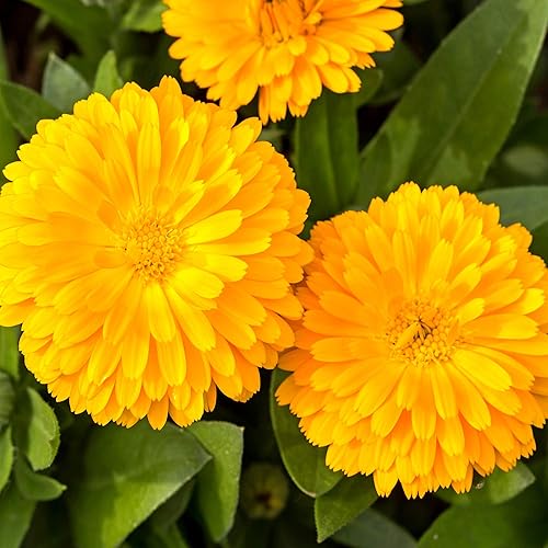 Miniatura 7 de Outsidepride Calendula Officinalis Golden Emperor Pot - Semilla de flores de jardín de caléndula - 1000 semillas