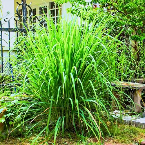 Set of 5 Lemongrass Plants Live