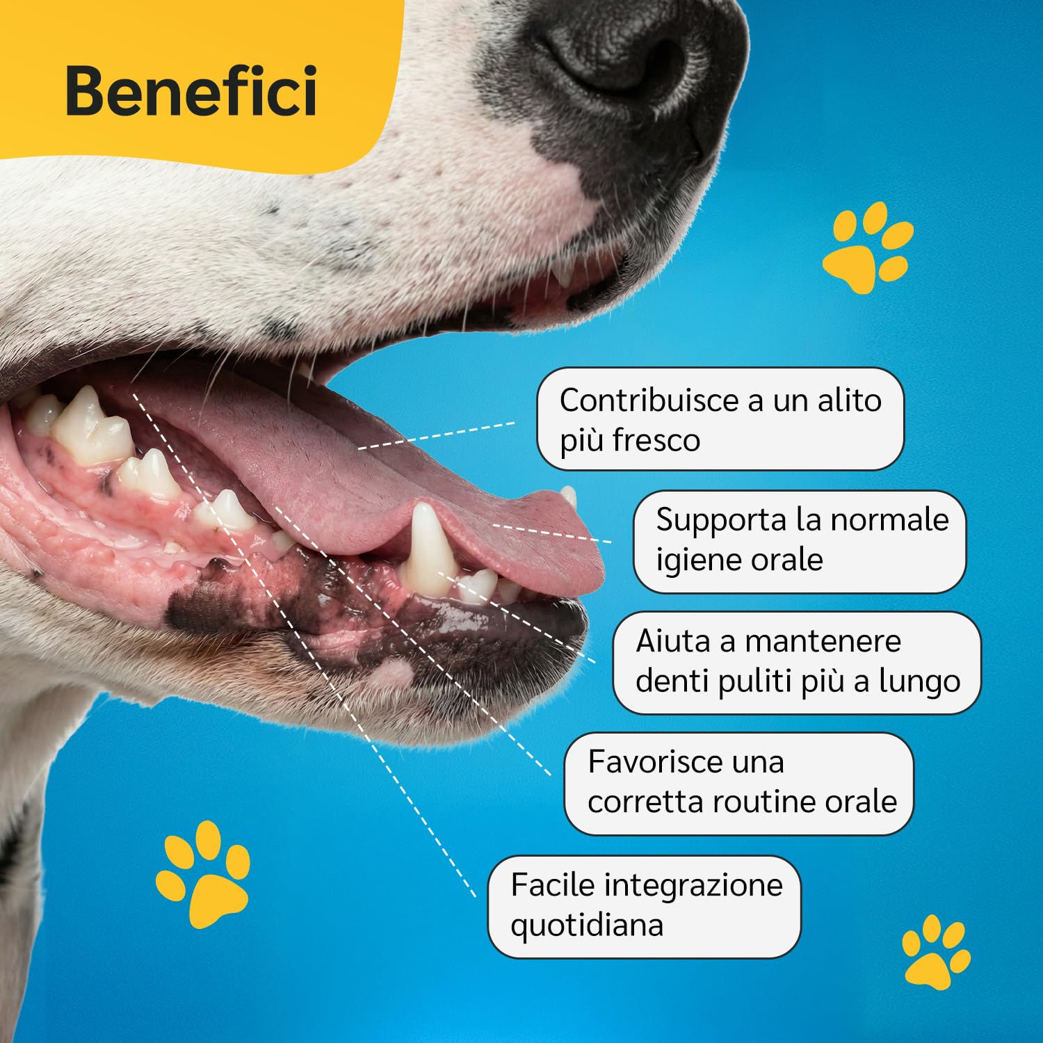 amusi Igiene Orale + Articolazioni per cani: Dentifricio in Polvere 60g con Ascophyllum e Menta per Denti e Alito + Integratore 125 Compresse con Glucosamina, Condroitina, MSM e Curcuma