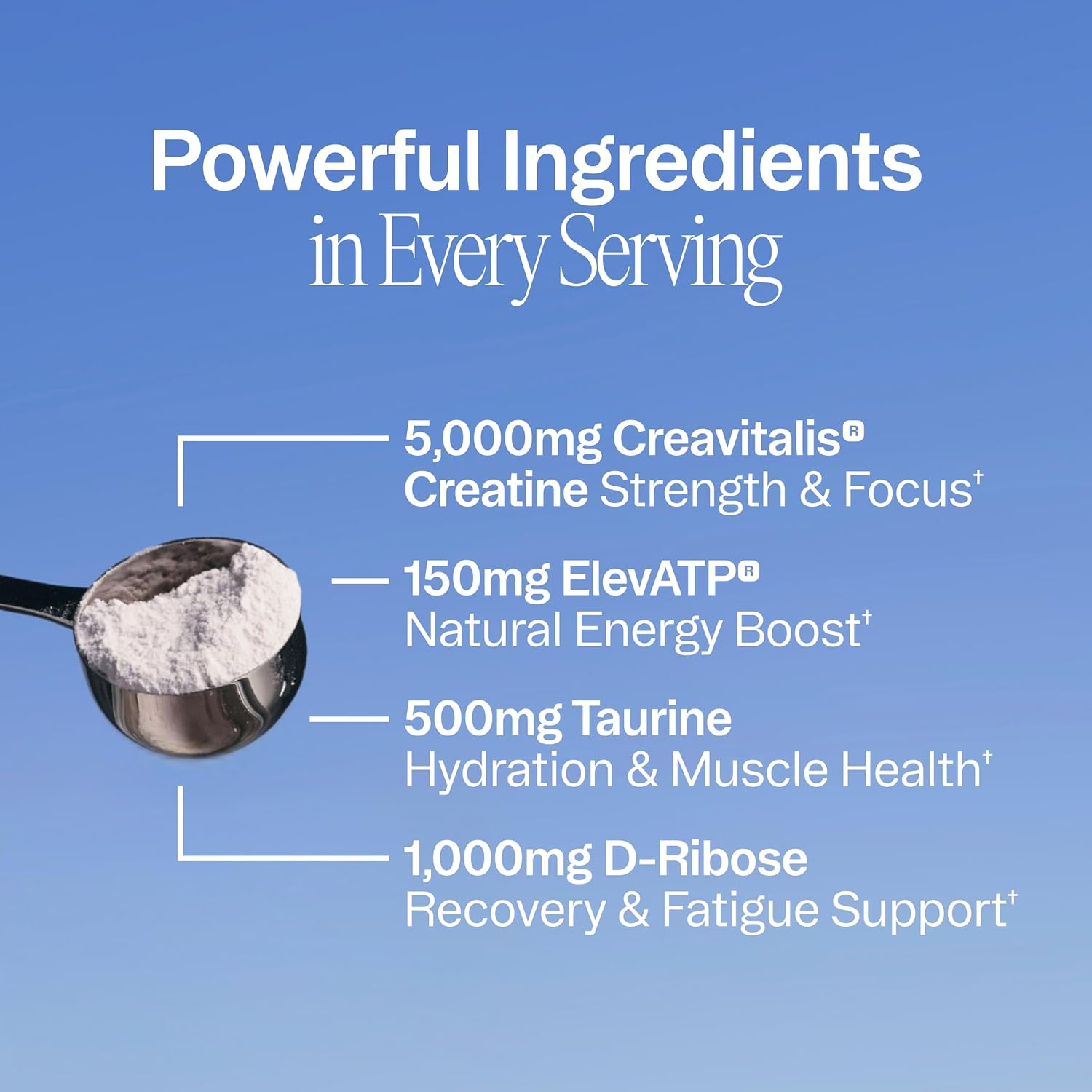 Ora Organic Creatine Monohydrate Powder - German-Sourced Creavitalis for Strength, elevATP for Energy, D-Ribose & Taurine for Recovery - Creatine for Women & Men - Acai Berry Flavor, 30 Servings