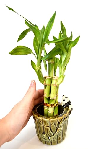 Miniatura 5 de 9GREENBOXCOM Planta de bambú