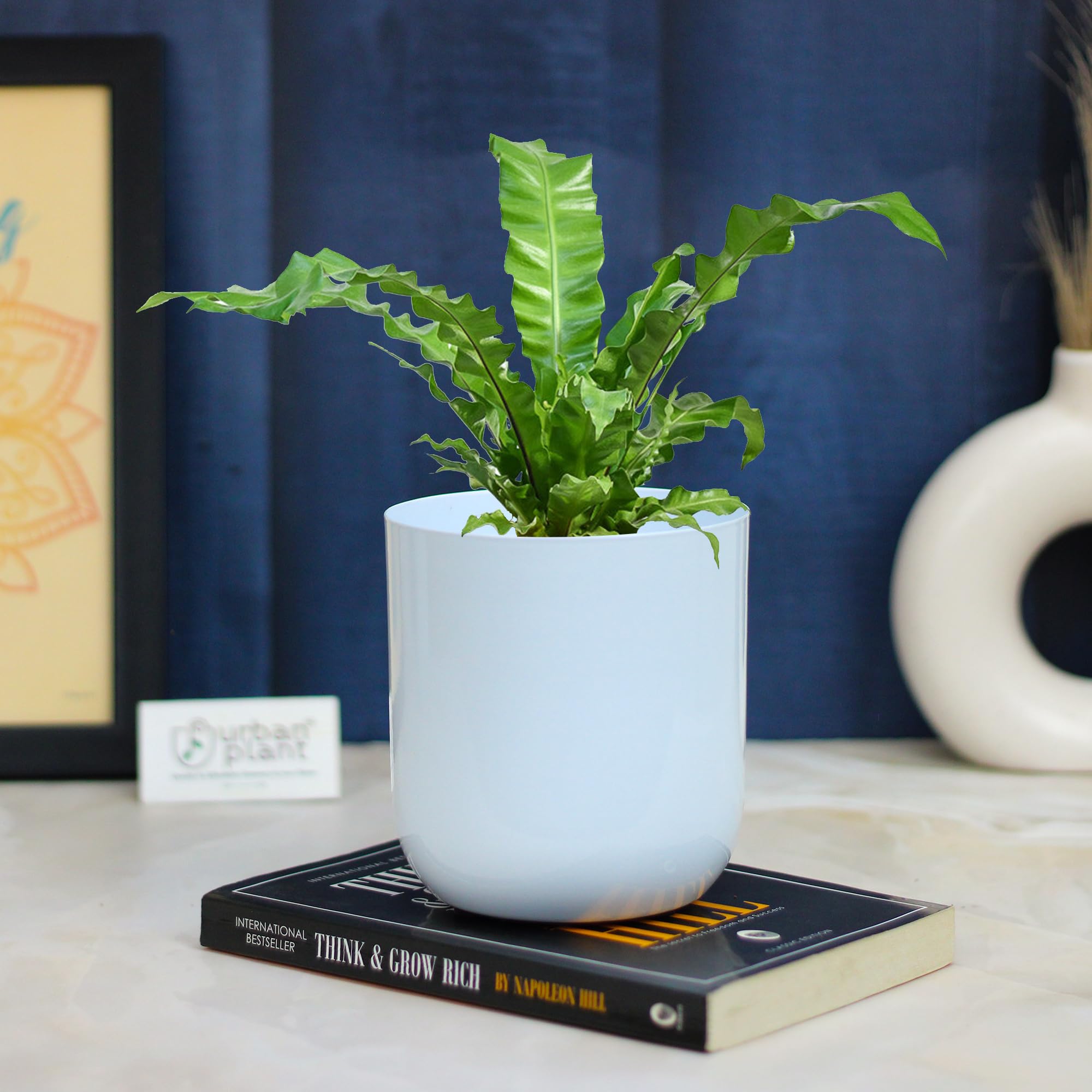 Urban Plant Planter for Living Room Table Decor | Decorative Modern Indoor Planter | Ideal for Gifting (Pack of 1- White) (B0CTMW4BP9) Amazon Price History, Amazon Price Tracker