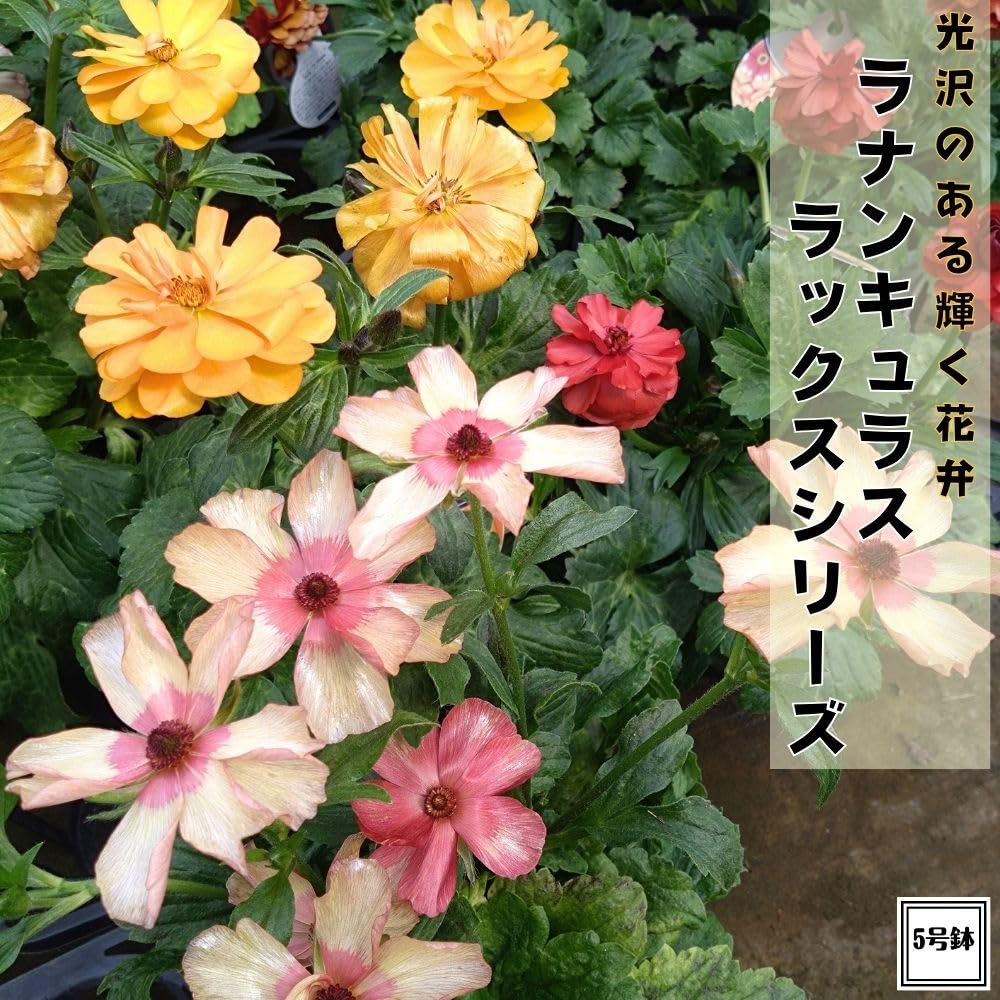 Amazon.co.jp: 輝く花弁！《ラナンキュラス ラックス 5号鉢