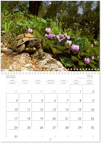 Miniatura 9 de REPTILES (calendario mensual de pared 2022 11.7 x 16.3 in (abierto)