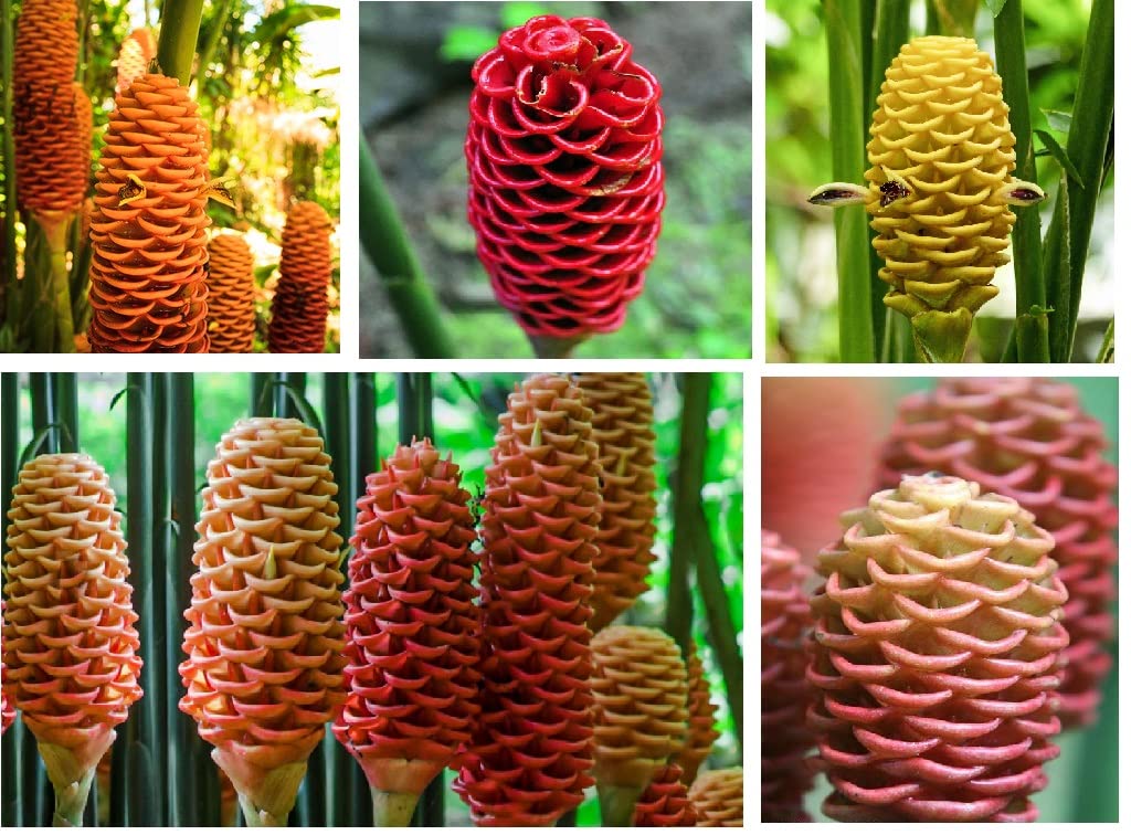 Floriculture Greens Honeycomb Ginger Beehive Ginger Aromatic Blooming Outdoor Gardening Flower Bulb (Pack of 2 Multi mix) (B0BW8YS2QZ) Amazon Price History, Amazon Price Tracker