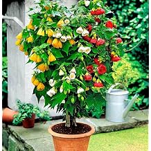 Seeds Flowers Flowering Maple Mix Indoor Abutilon Ornamental - 50 Seeds