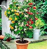 Seeds4planting - Seeds Abutilon Mix (Flowering Maple) Perennial Flowers