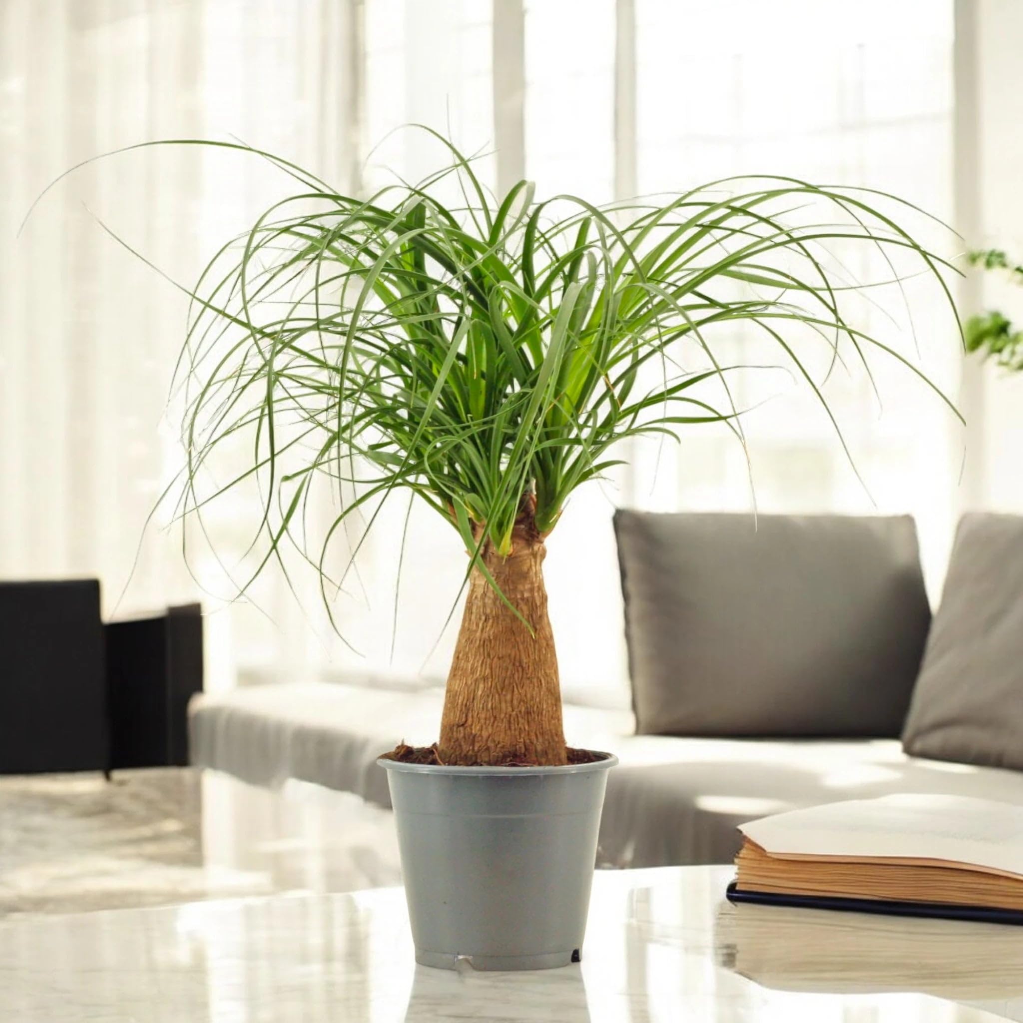 Beaucarnea Recurvata Mangiafumo, Pianta Ornamentale da Interno, Verde, 120 cm, Vaso 27, 1 Pezzo