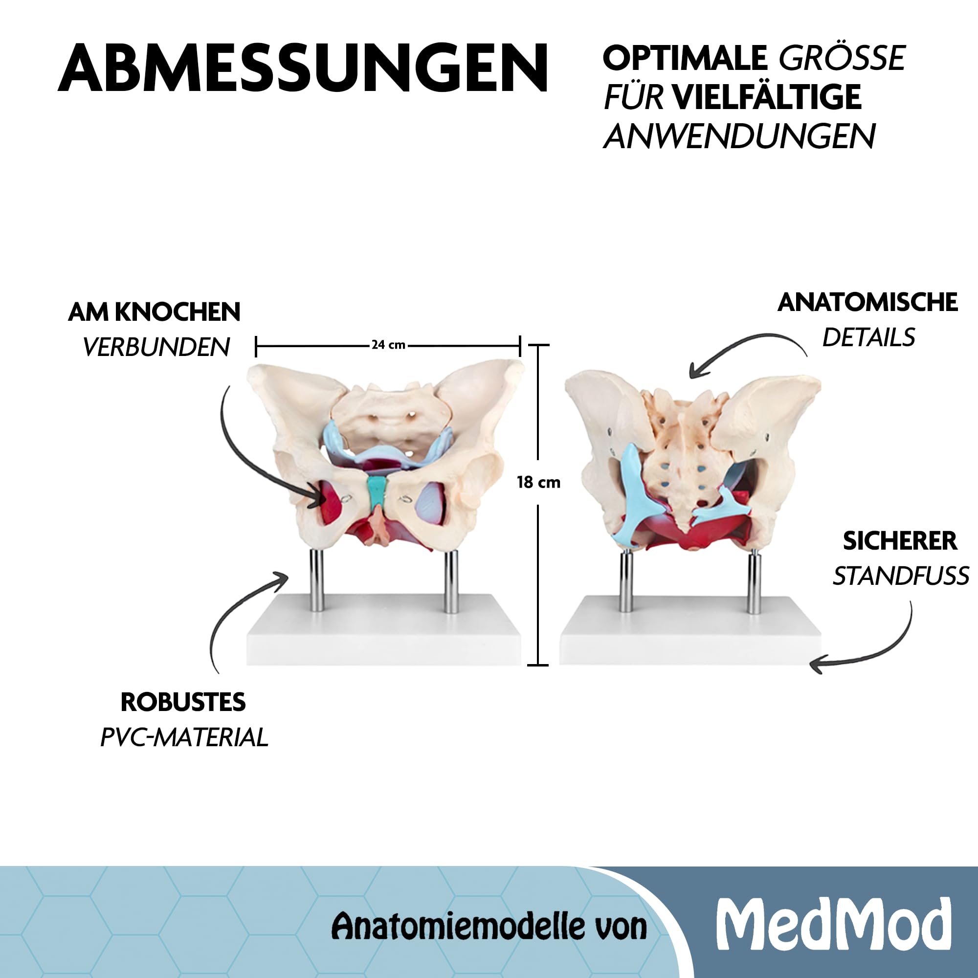 Anatomie Modell weiblicher Beckenboden, Lebensgroßes weibliches Becken mit Muskeln, 24 x 18 x 17 cm, für Schule, Studium und Anatomie-Training, Lehrmodell