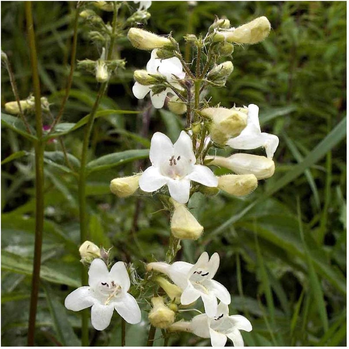 Everwilde Farms - 1 Lb Foxglove Beardtongue Native Wildflower Seeds - Gold Vault