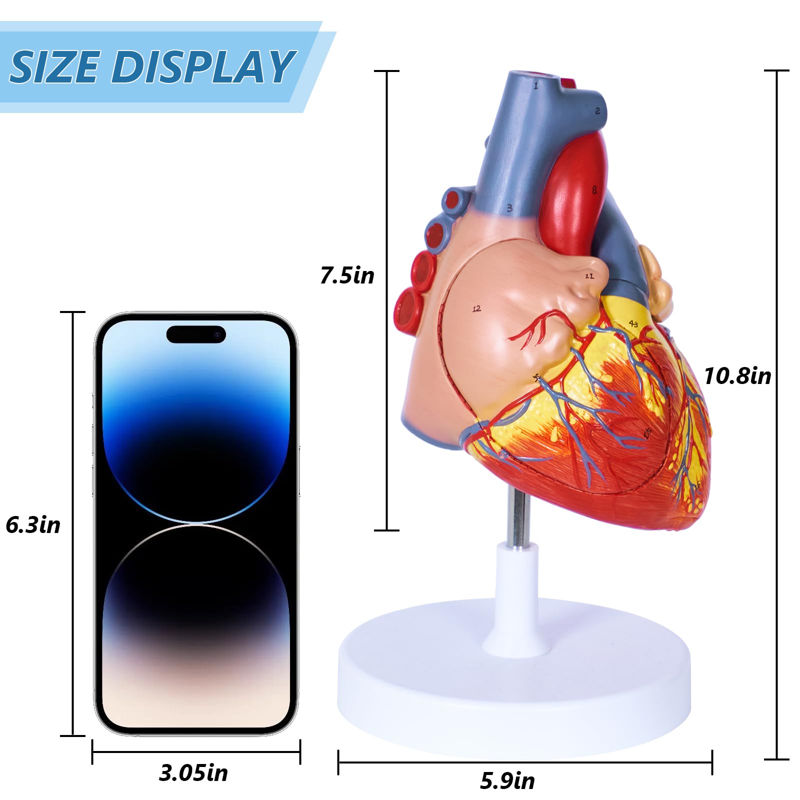 breesky Modello anatomico a forma di cuore umano, 4 parti 1:2, modello anatomico a forma di cuore con 49 strutture anatomiche, tenuto insieme con magneti, include base espositiva montata, manuale