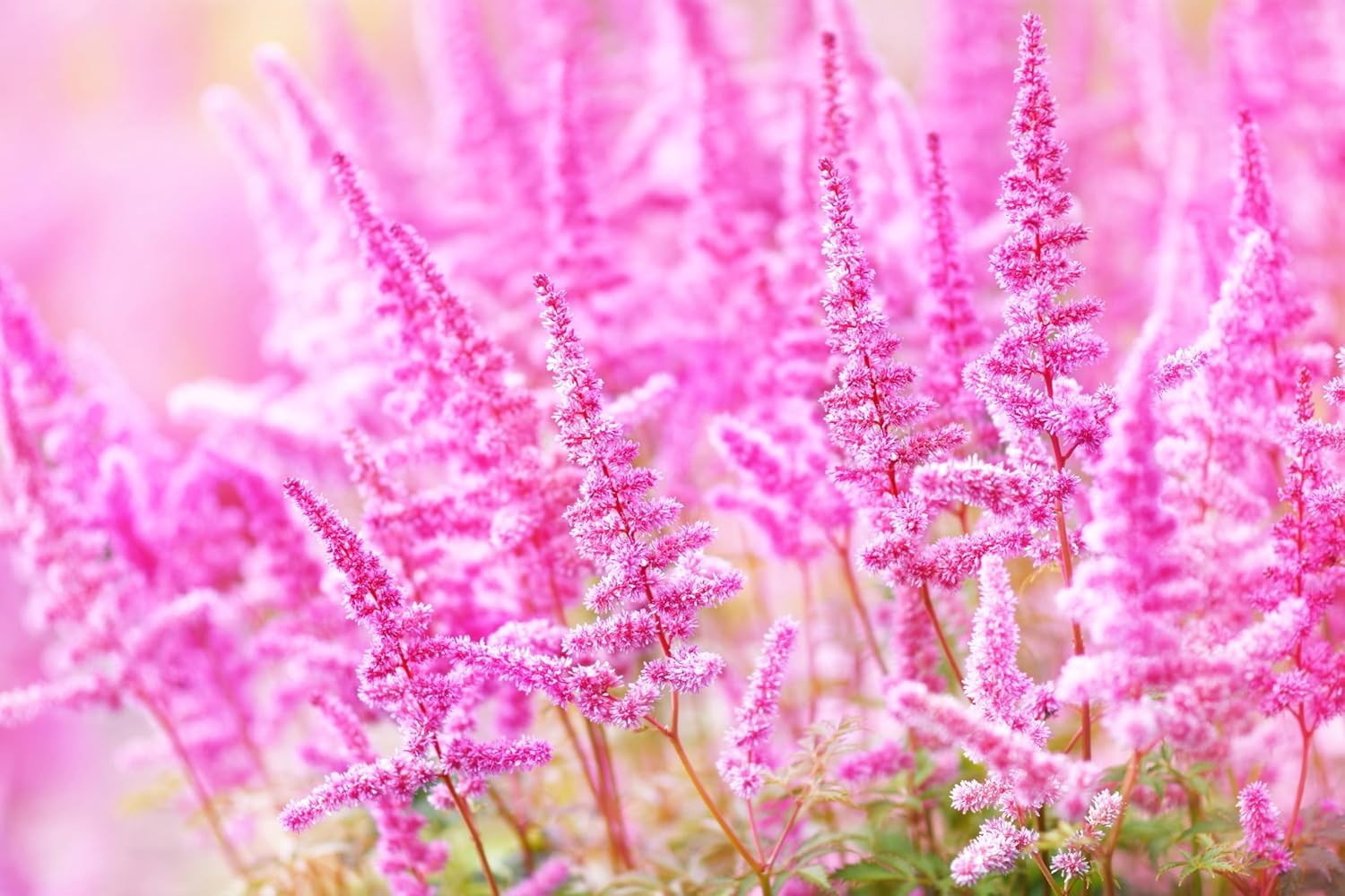 Stauden Gänge 10 x Astilbe arendsii 'Astary Rose' Prachtspiere winterhart