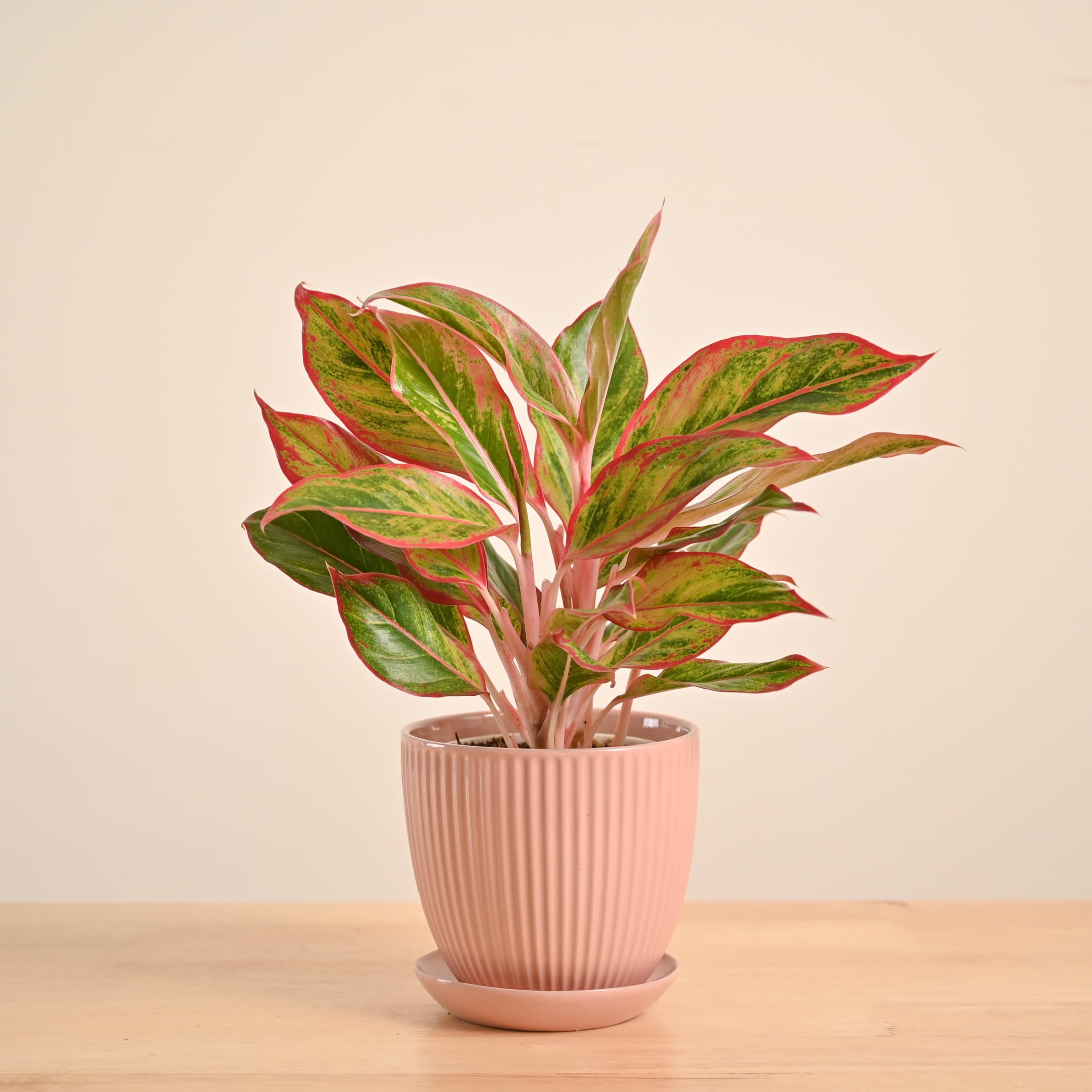 - Grail Ceramic Pot for Indoor Plants - Peach (5 Inch)