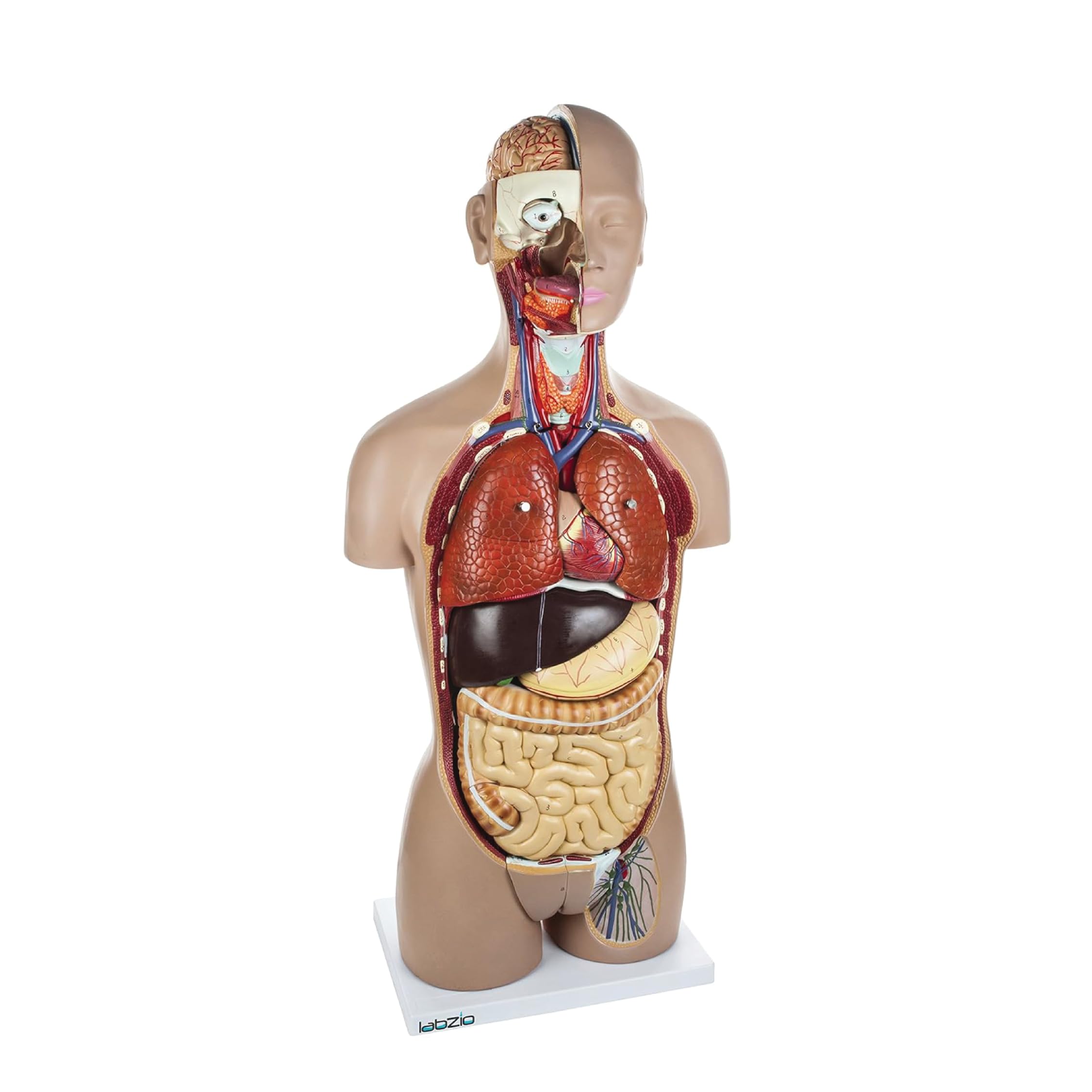 Life-Size Human Torso Model for Kids – PVC Anatomical Body with 27 Removable Parts, Interchangeable Reproductive System, Open Back & Key Card for Biology Lab, Medical Study & Classroom Teaching
