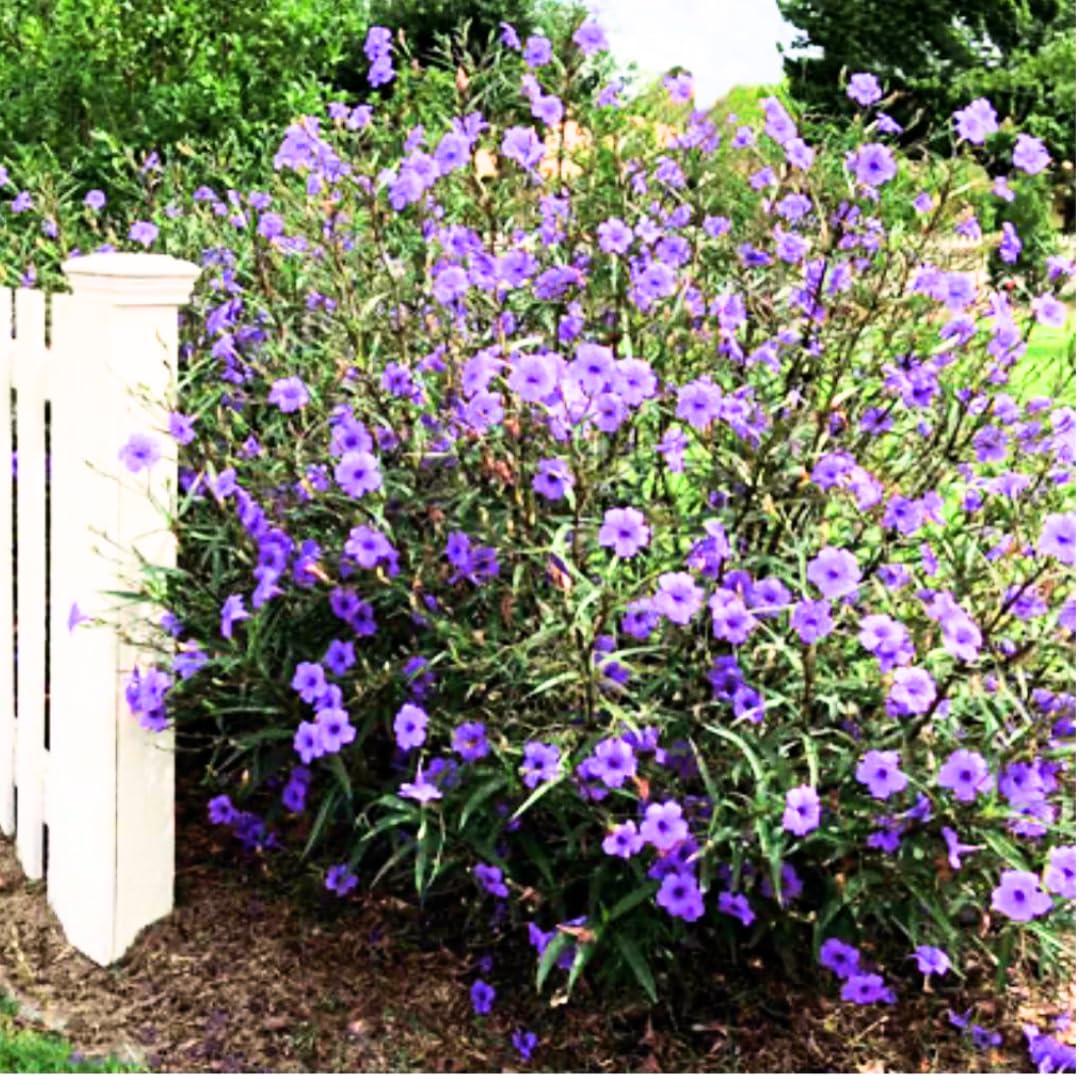 Pack 2 Hardy Mexican Petunia Live Plants
