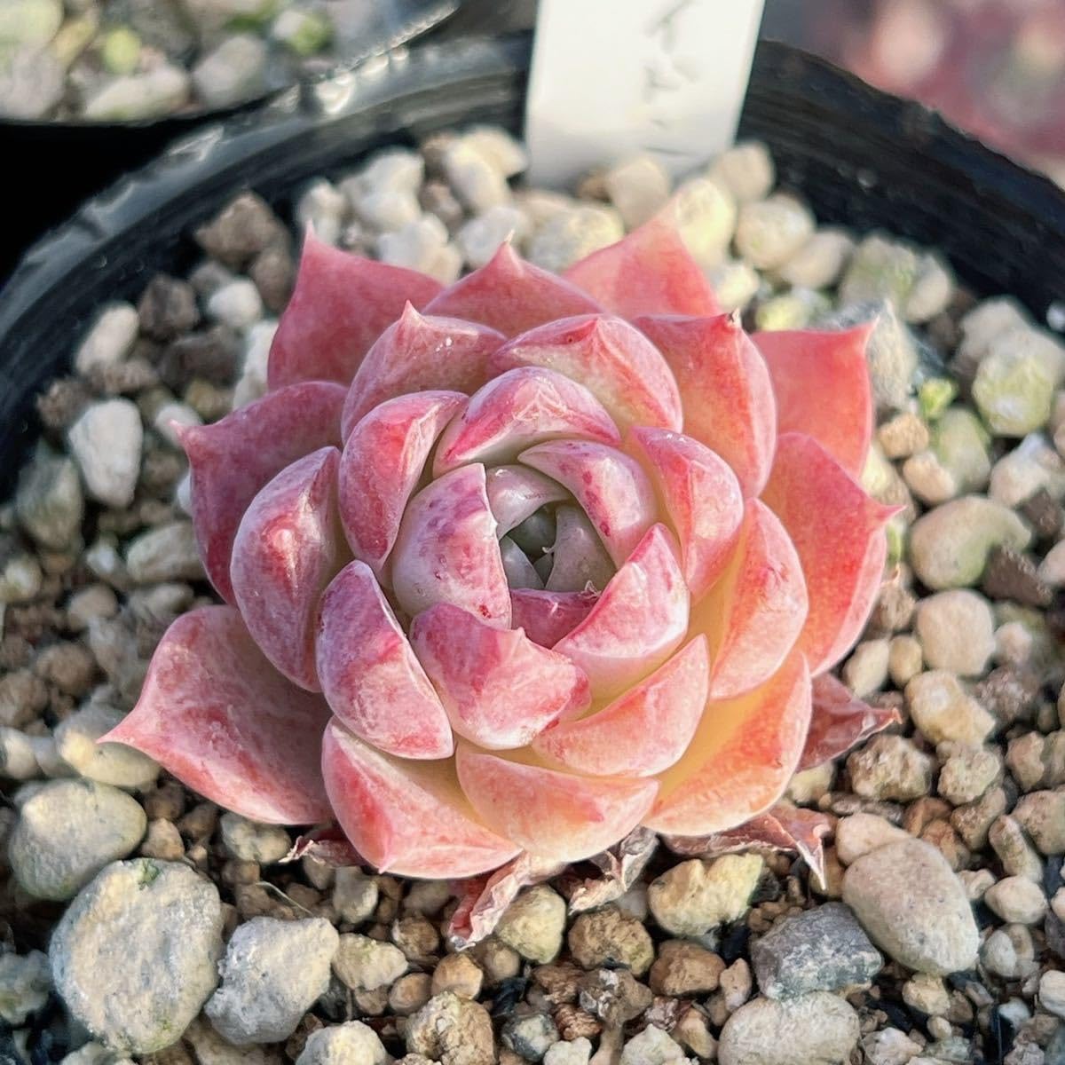 多肉植物　韓国苗　ポセイドン　発根済み 多肉植物 韓国苗 ポセイドン 発根済み