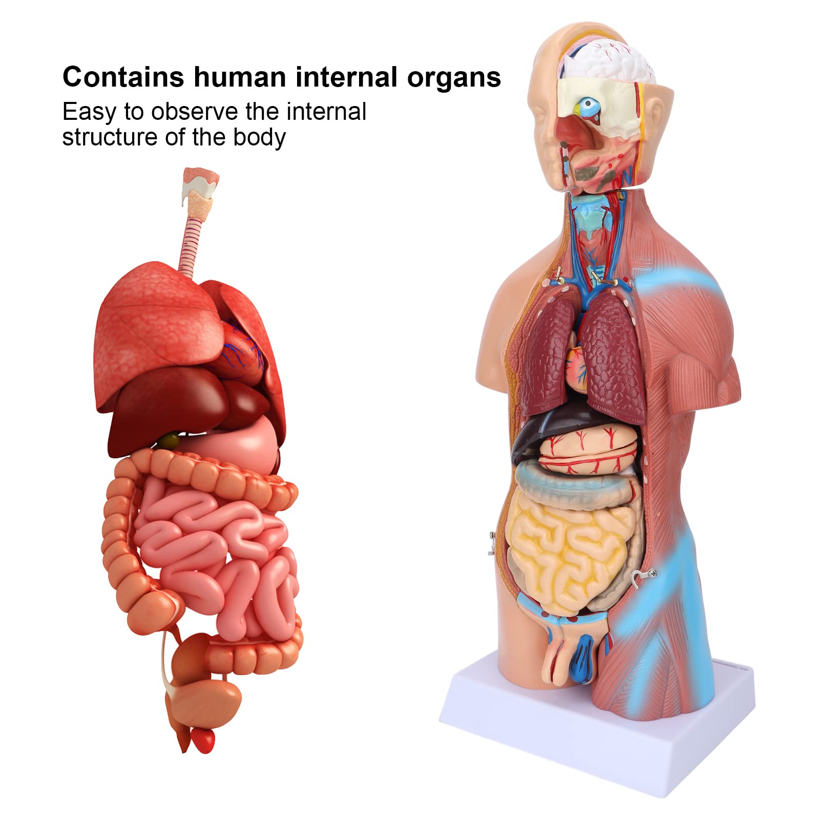 Fabater Modello di Torso Umano con Organi Rimovibili, Modello di Anatomia Corporea Didattica 17,7 Pollici per Strumento di Apprendimento dell'Anatomia Cerebrale dell'ospedale Scolastico
