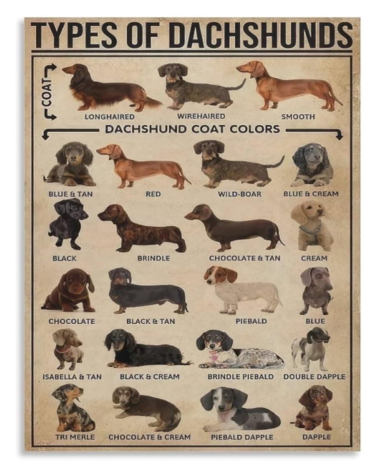 MDBJTCYZN Dachshund Types Educational Poster Dog Breed Information Canvas Wall-Art for Dog Lover Gift Idea(Unframed,16x24inch(40x60cm))