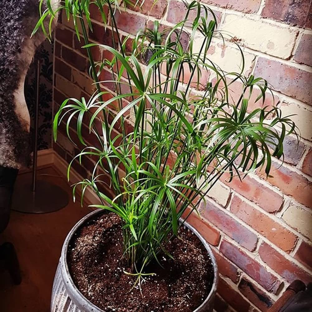 Haloppe 30 Unids Cyperus Alternifolius Flores Plantas Semillas para la Plantación de Jardín en el Hogar, Cyperus Alternifolius Semillas Planta de Agua Semi-acuática Estanque Jardín Decoración Se