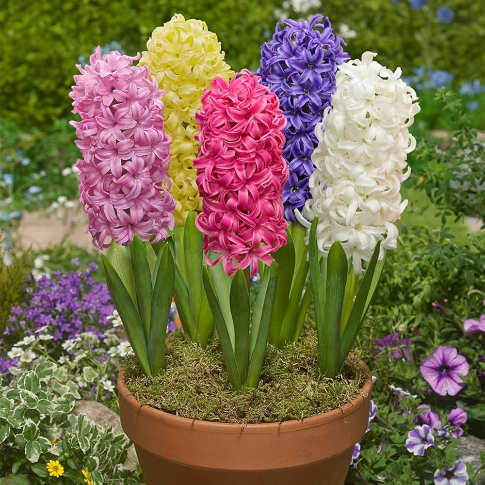 Hyacinth Flower Bulbs | Fragrance-Rich Multi-Colour Bulbs for Landscaping Set Of 5 Pieces, Winter Planting, Full Sun Decorative flower